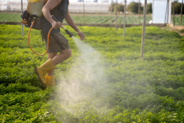 Best Local Pest Control Services  in Waimanalo Beach, HI
