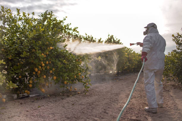 Trusted Waimanalo Beach, HI Pest Control Experts