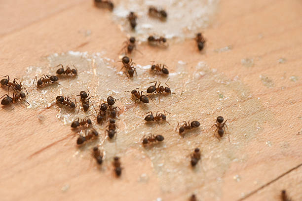 Best Ant Control Services  in Waimanalo Beach, HI